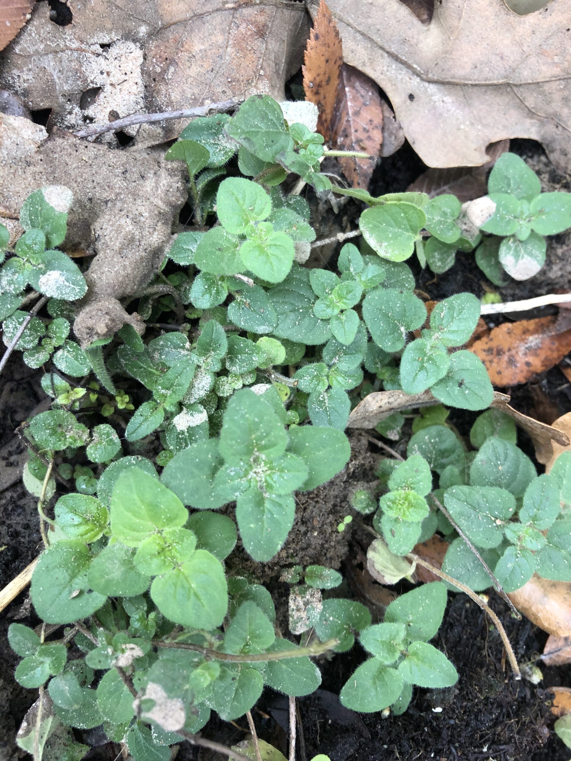 A message from the Holy Spirit: Today’s letter to Christopher