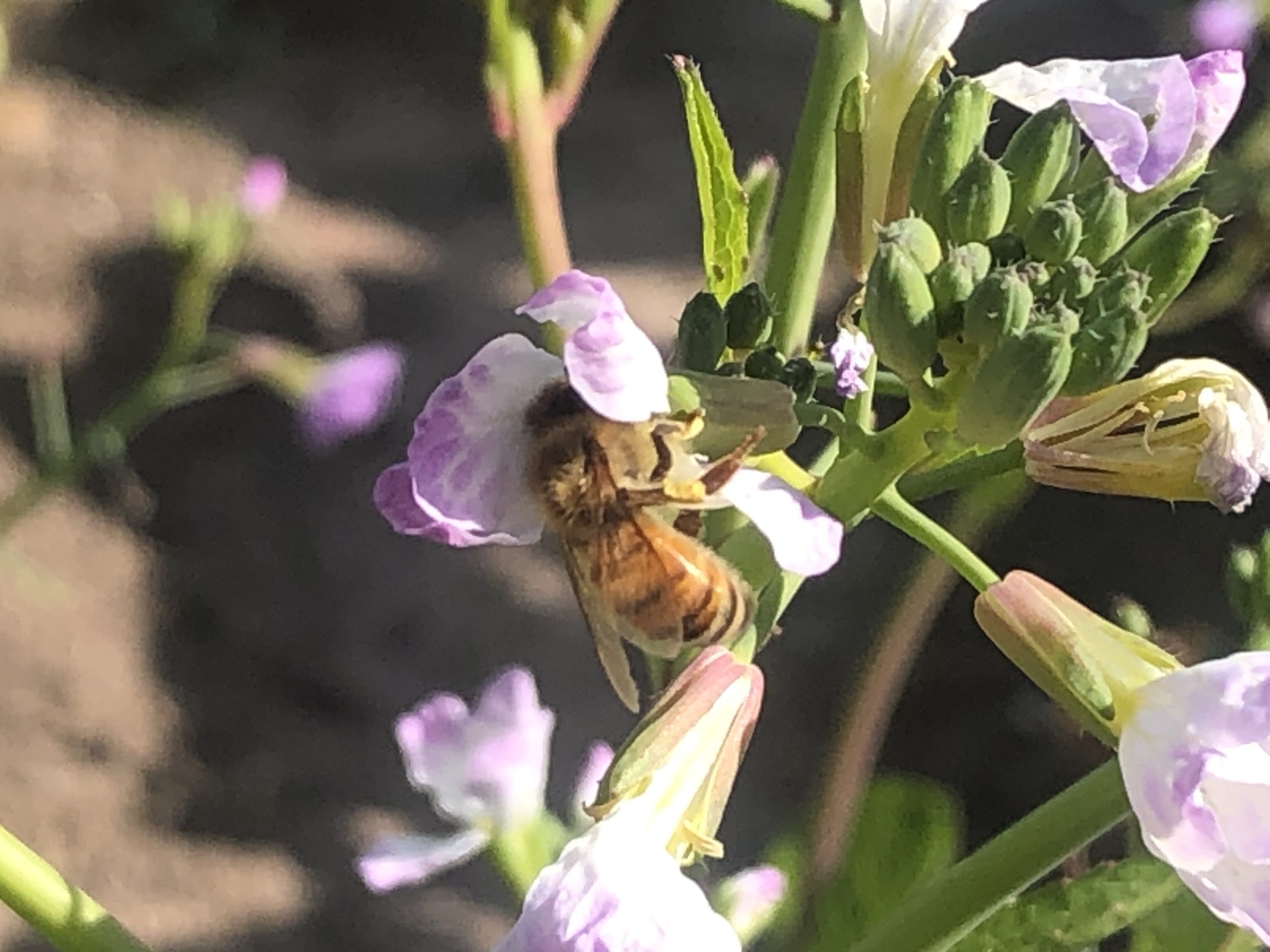 Blissed Out With Bees: my day, what I ate and morning meditation notes.