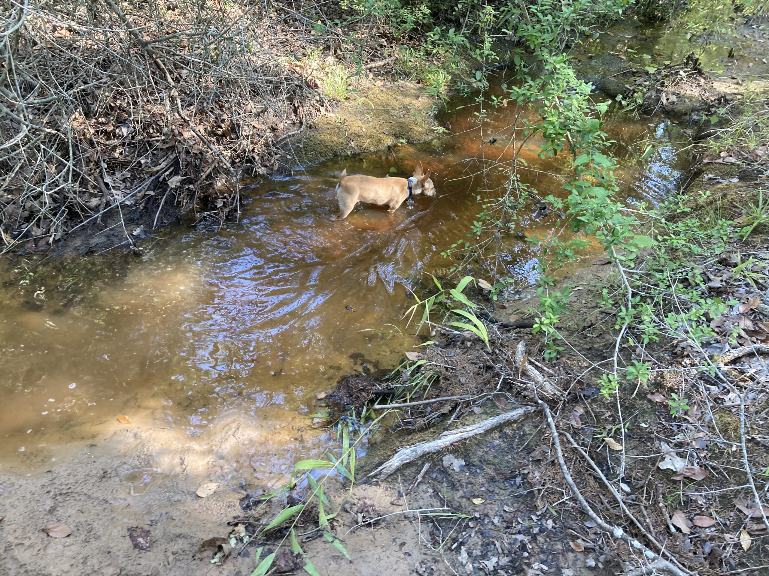 Gratitude game; walk in the woods; play tryouts.