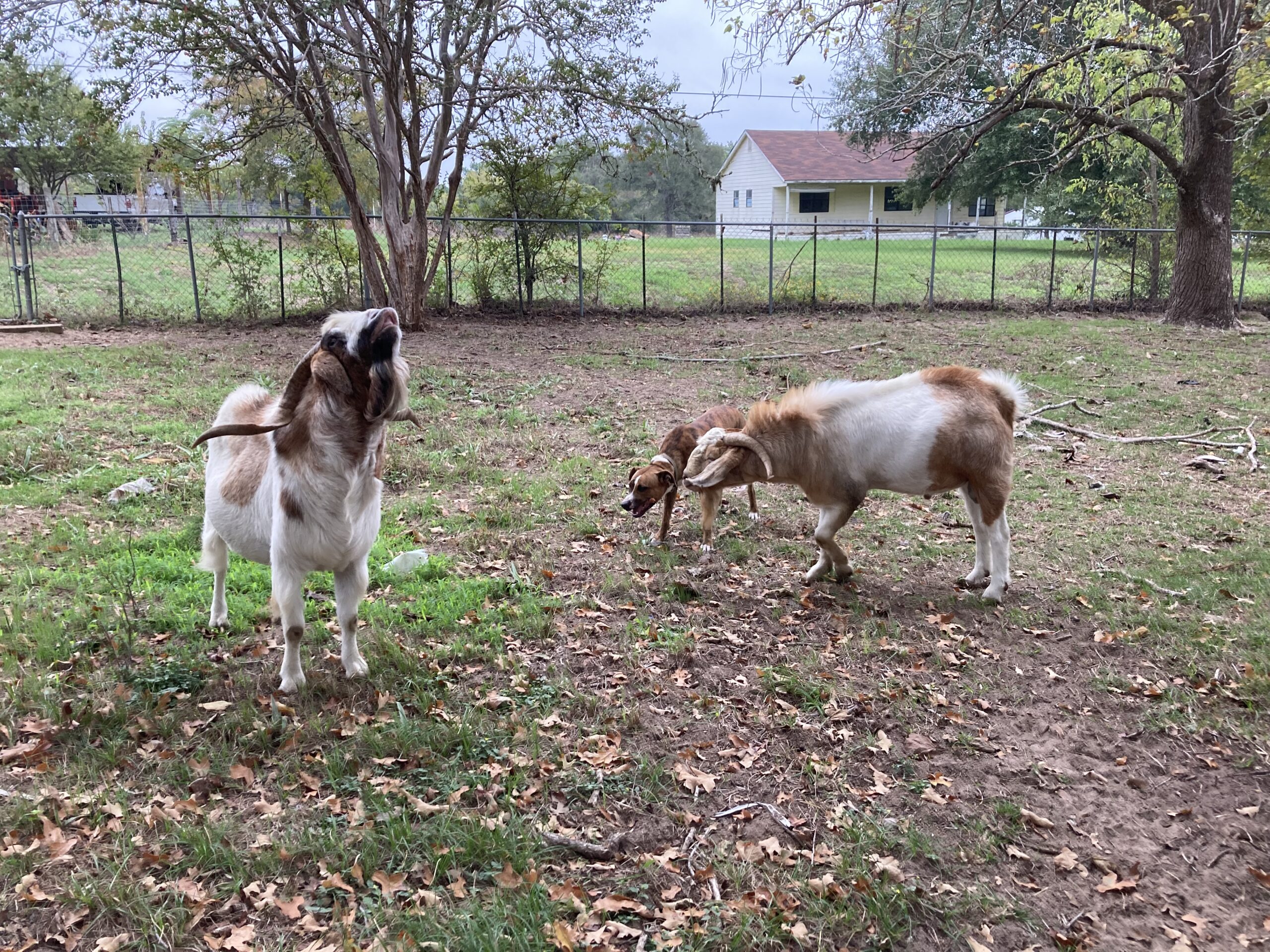 Mean Goat, Leadership Class, Work and Play Practice