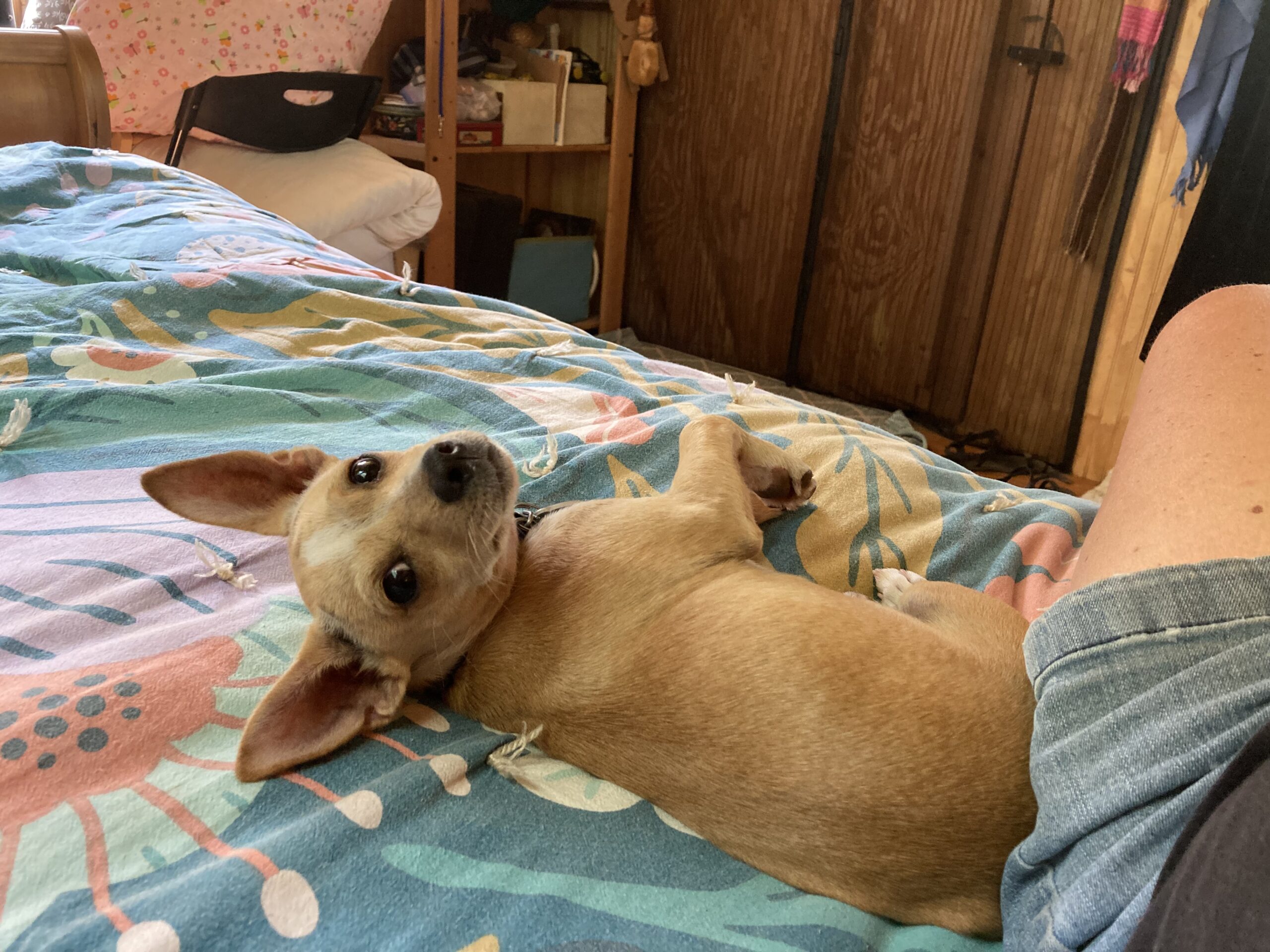 Dogs, church and family