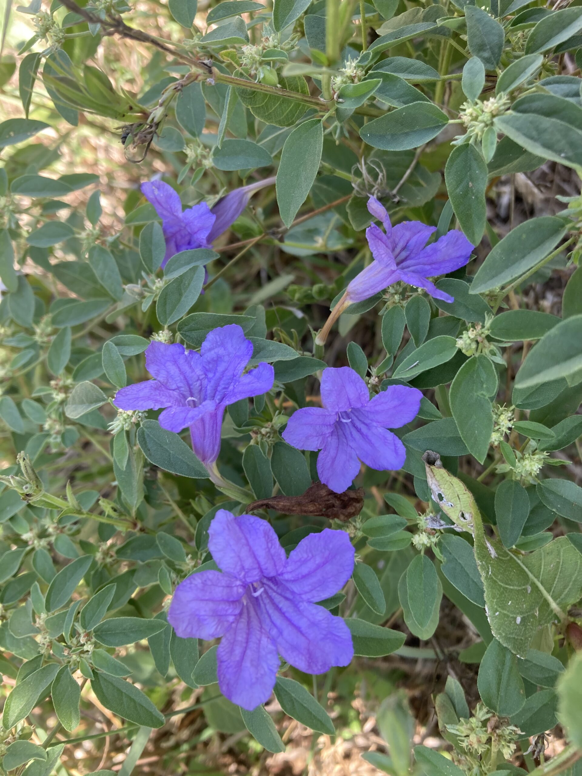 Work, Sad Event, Halloween Costumes, Great Phone Calls and Play Practice