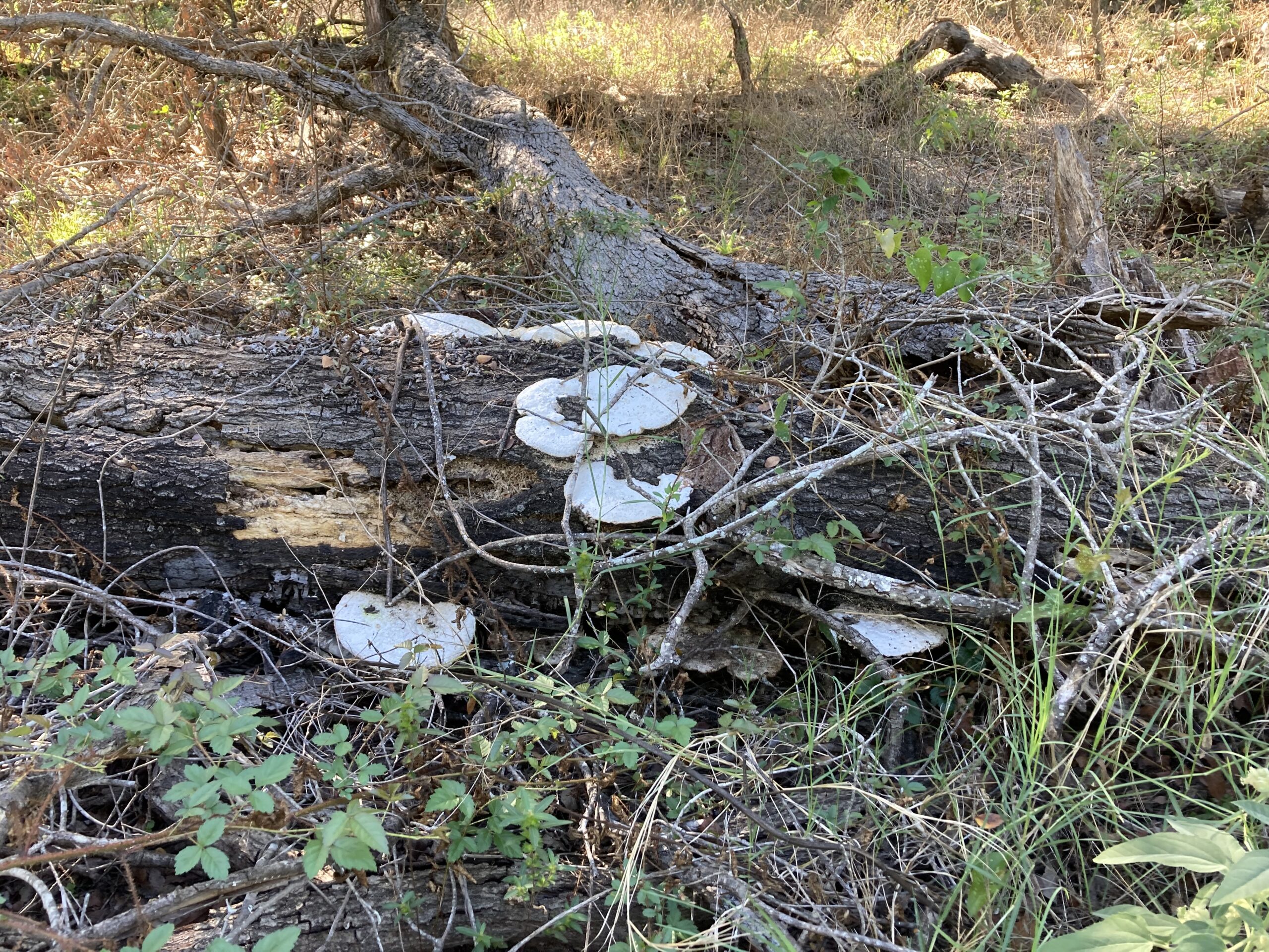 Praying for Relief, I Have the Tools, Play Matinee and Pet Sitting