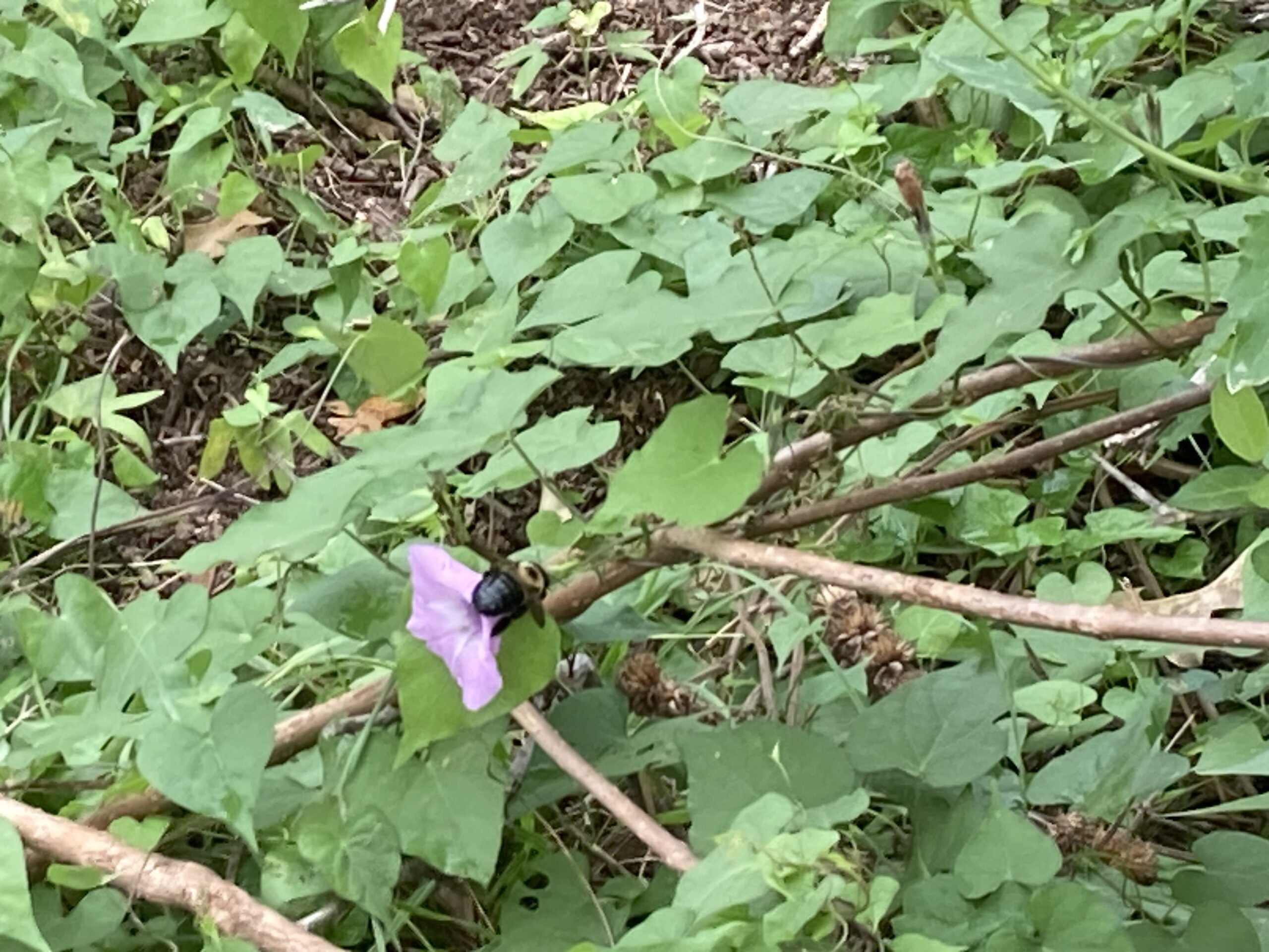 Bees, Chickens and Inner Guidance