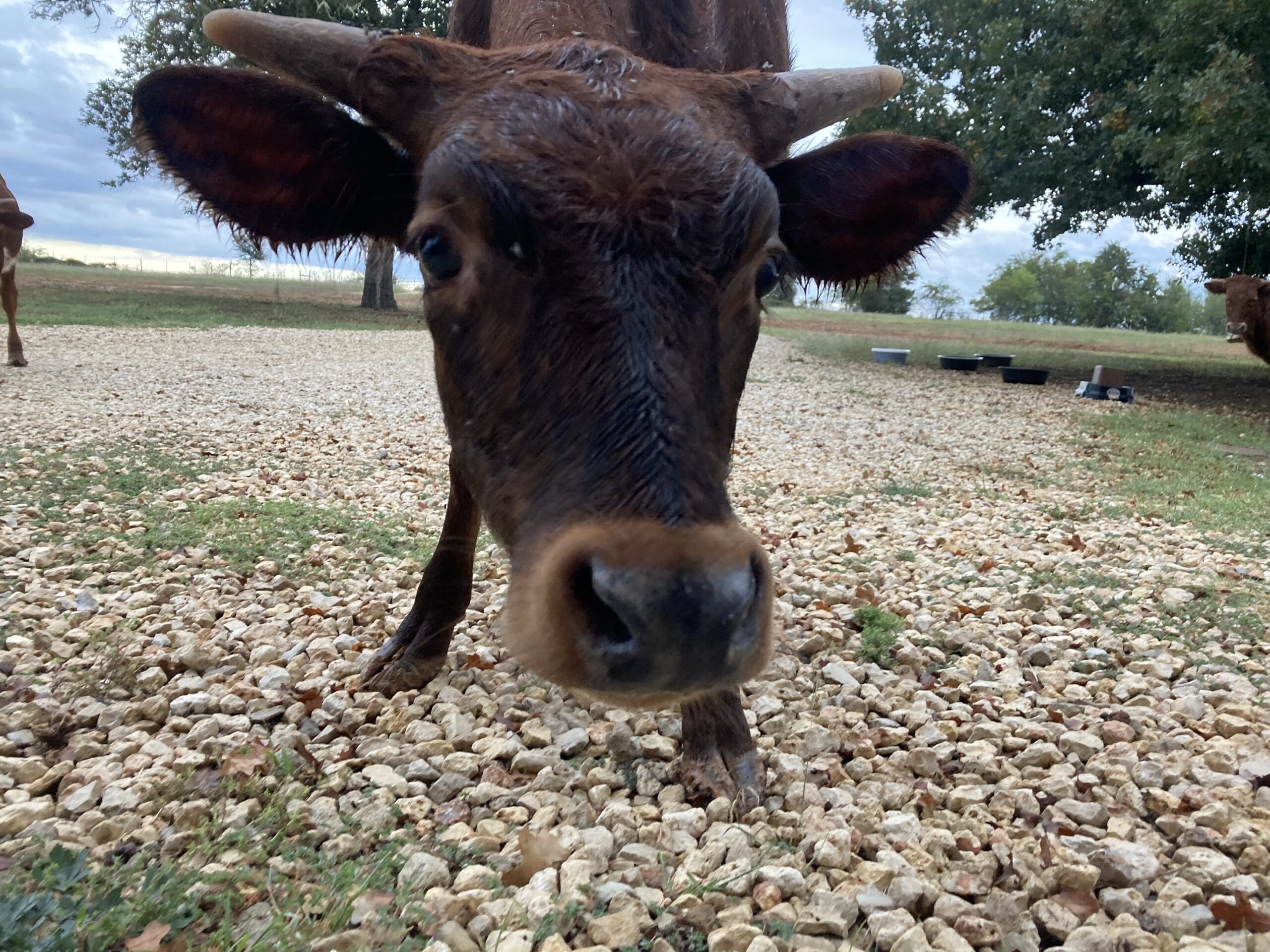 Waking Up In The Night, Running Behind, Pet Sitting and Little Rascals