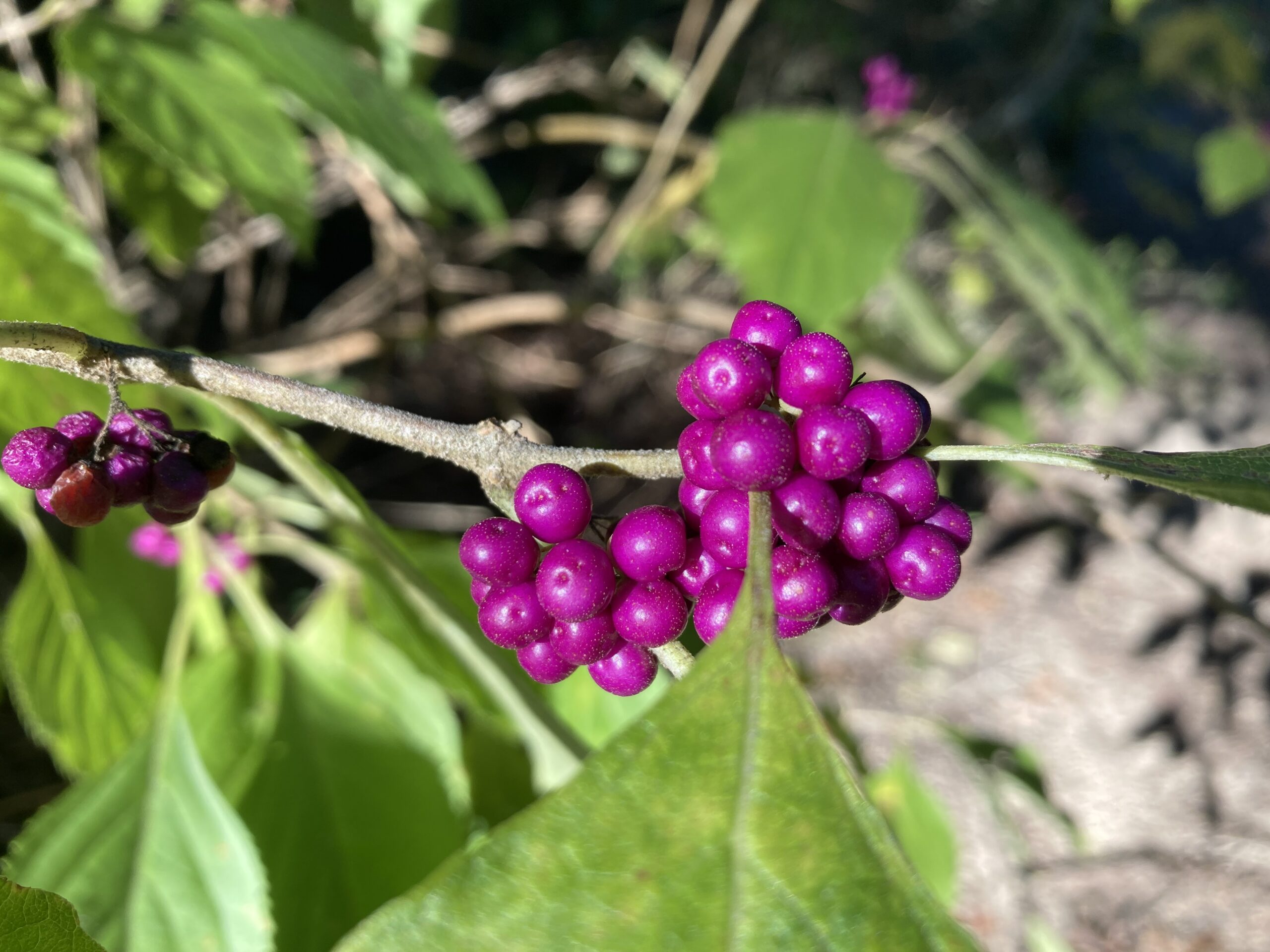 Words of Wisdom, Walk in the Woods, Scary Stories