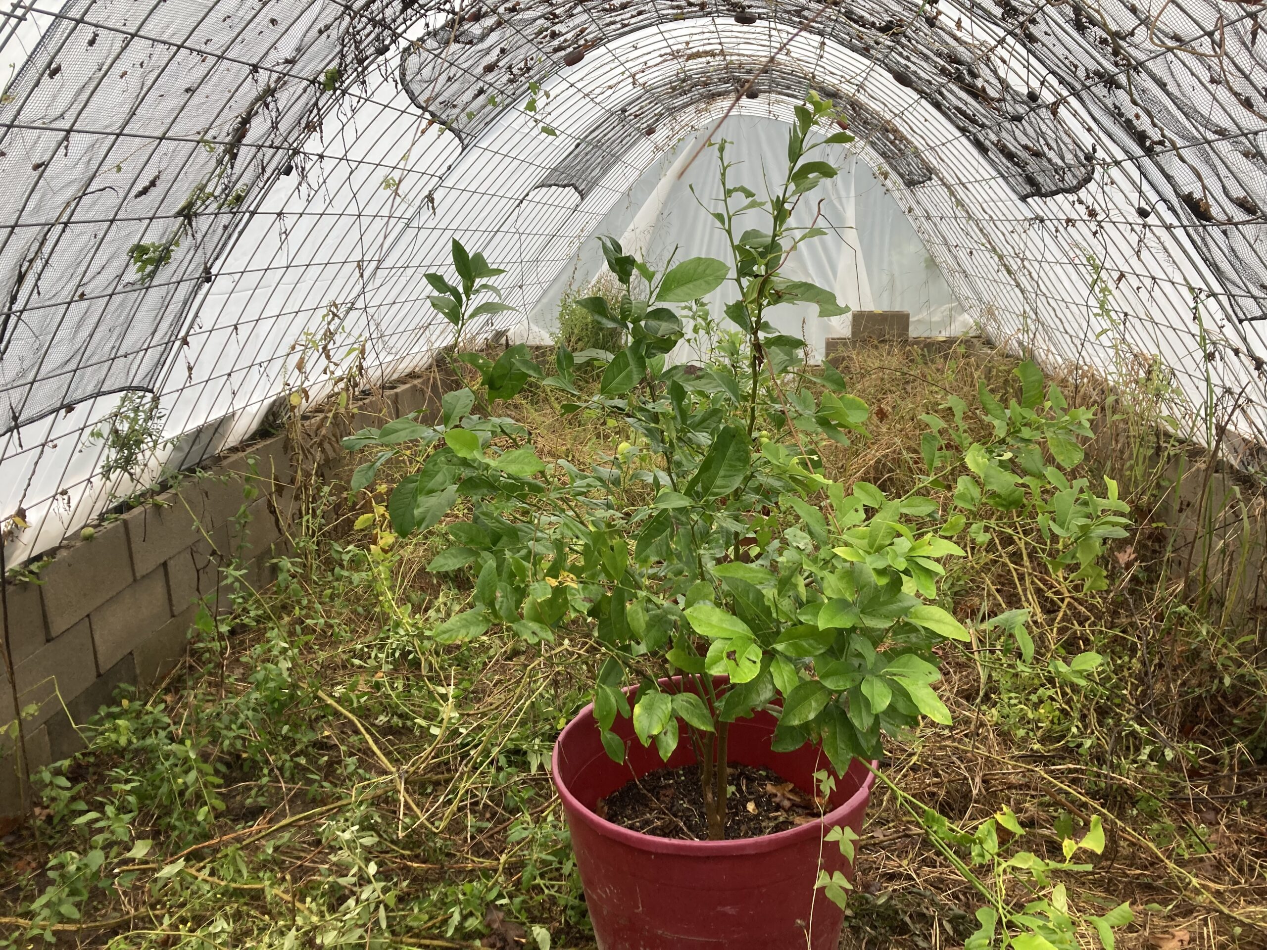 Instant Greenhouse and A Day at Home.