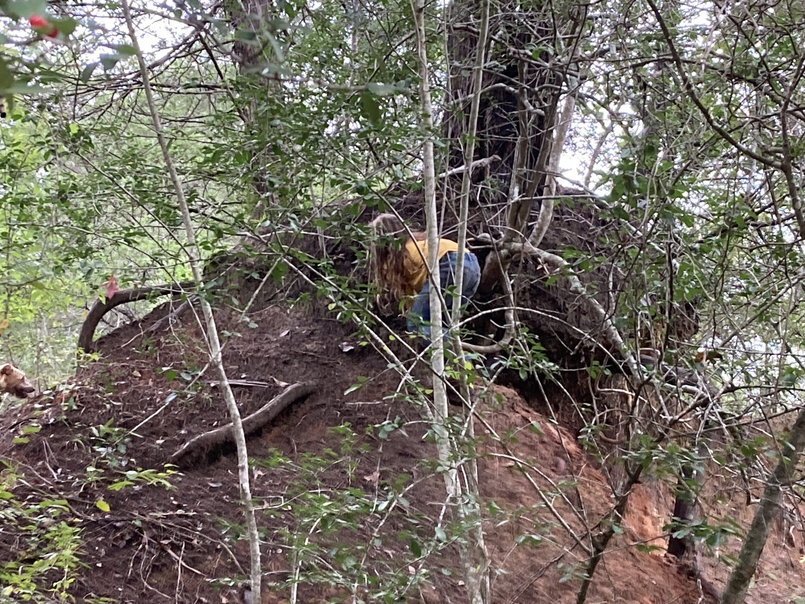 Deep Cleaning, Walk in the Woods and Books