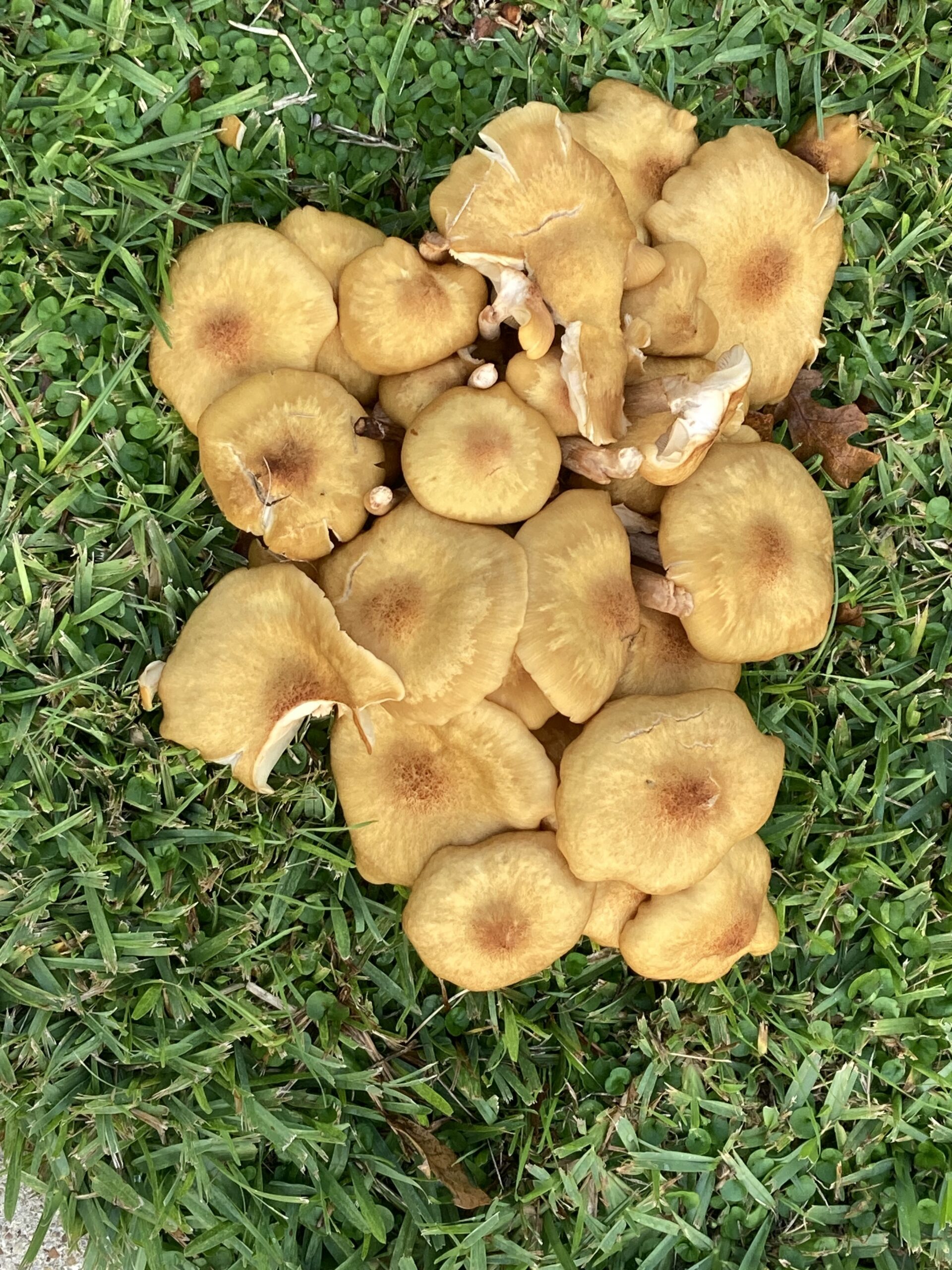 Honey Mushrooms, Moon River Coffee Love and Schooling