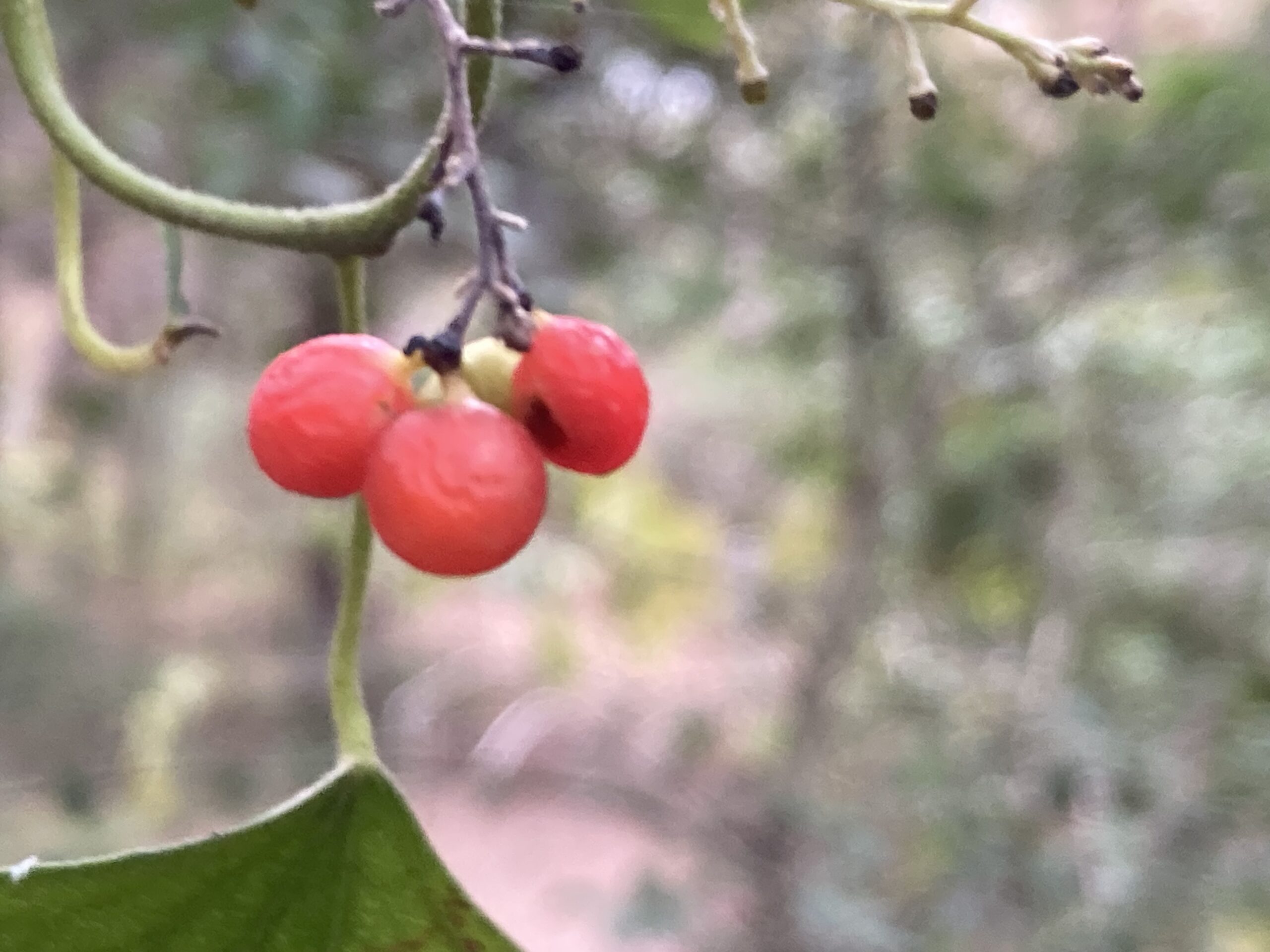 Restful Thanksgiving