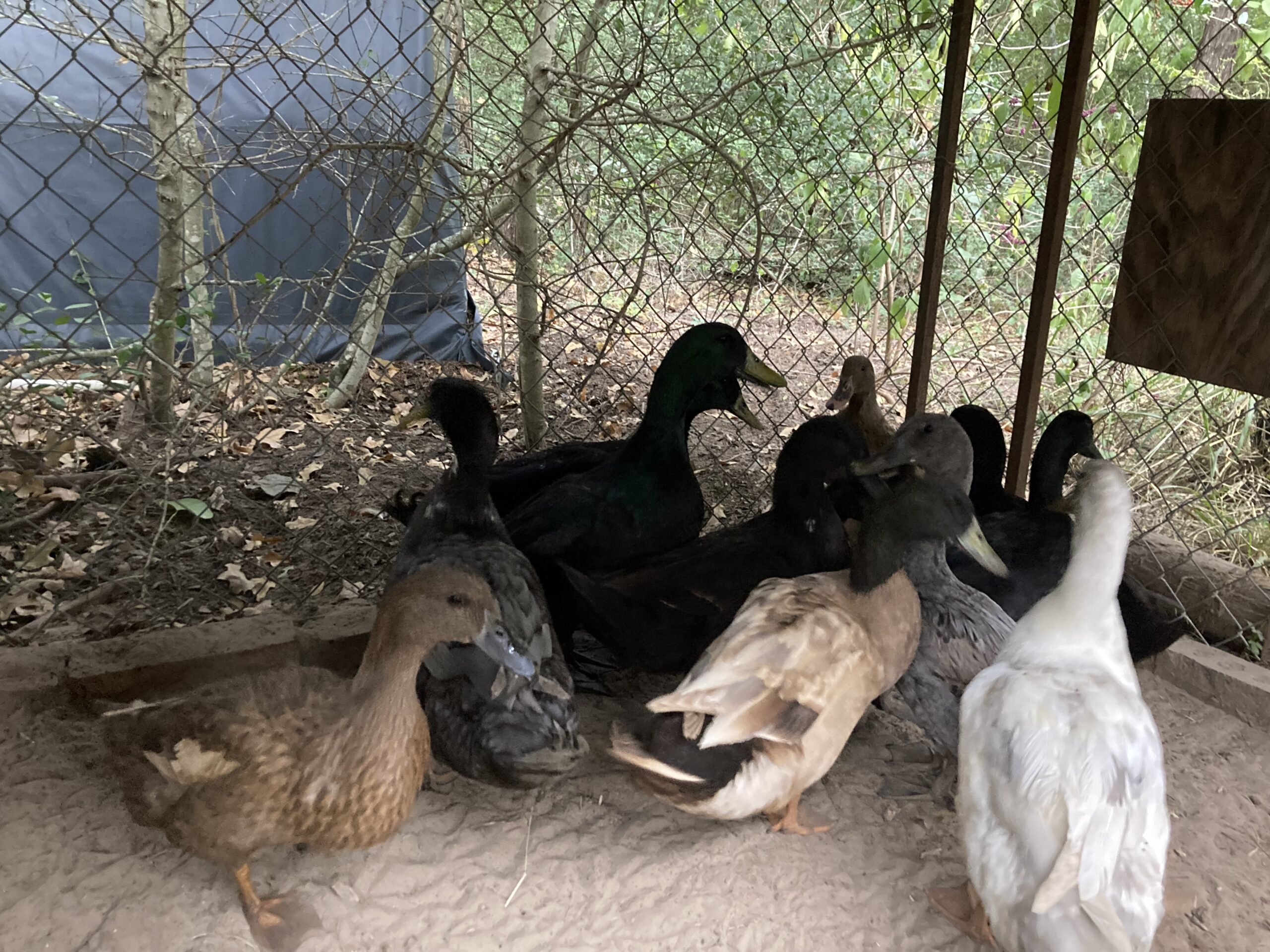 Work, Watch and Ducks