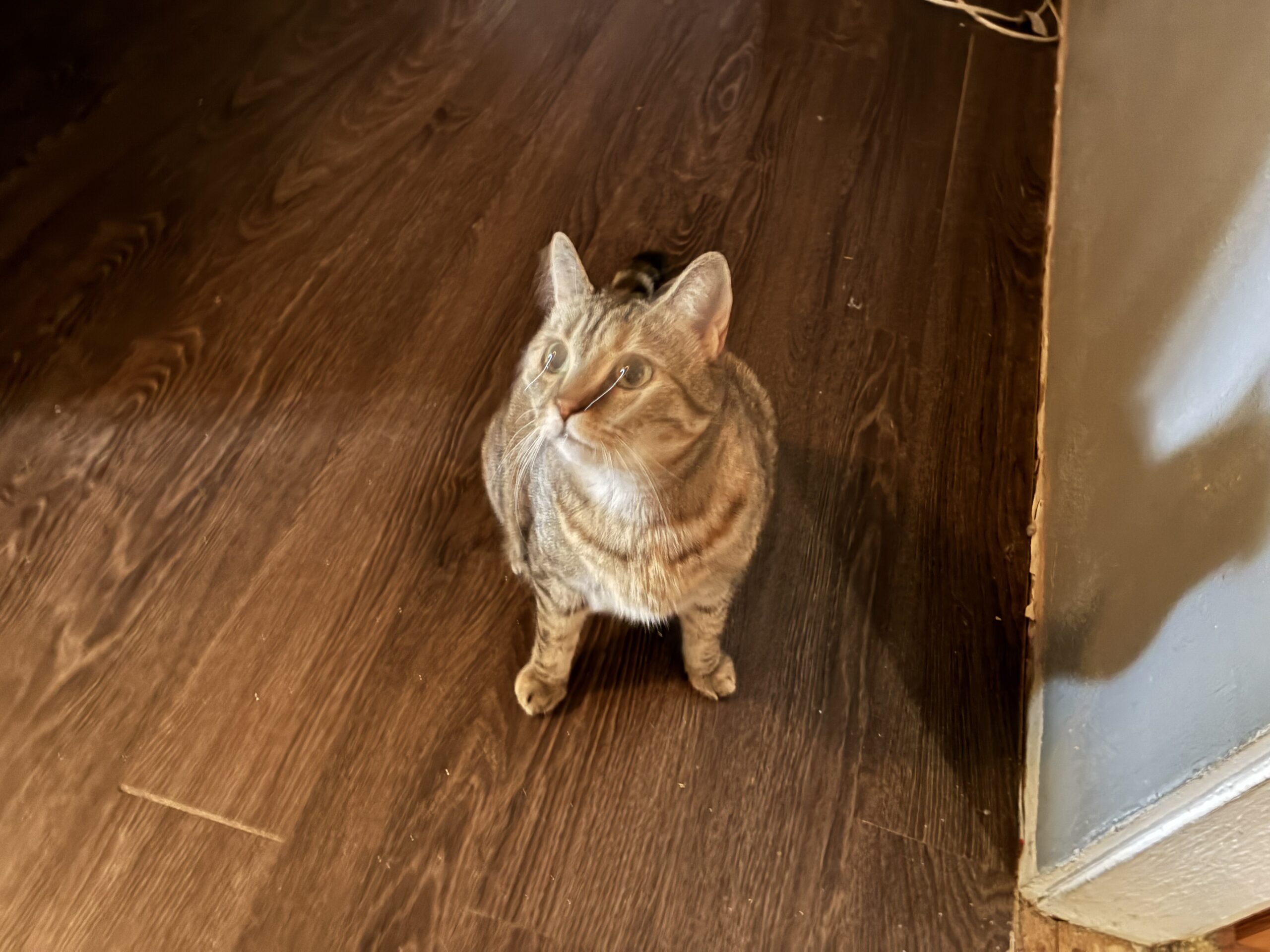 Cat Sitting, Cleaning and Blessed ❤️